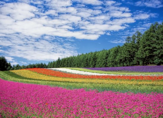 reve couleurs fleurs