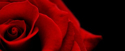 mystic rose 1