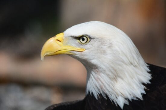 rever d aigle