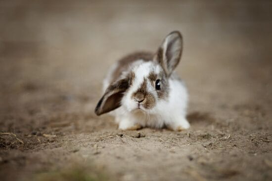 rever de lapin