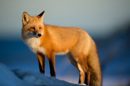 rever de renard