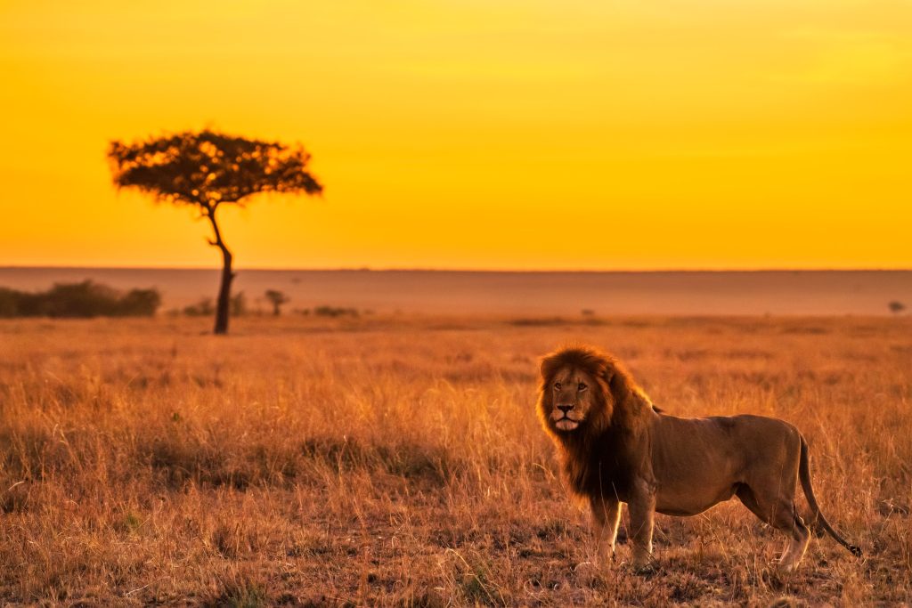 rever de lion