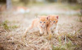 Rêver de Plusieurs Chatons en Islam : Comprendre les Messages Cachés de votre Subconscient 🐱✨