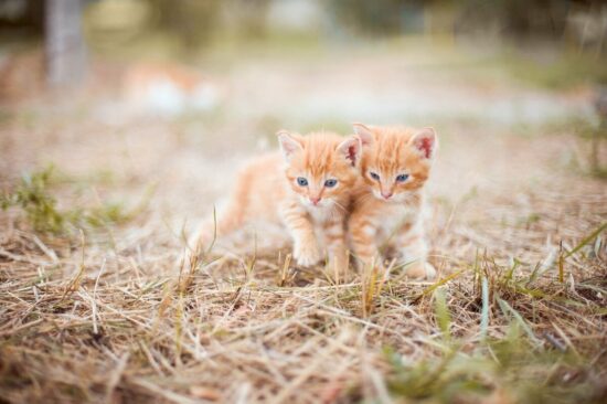 Rêver de Plusieurs Chatons en Islam : Comprendre les Messages Cachés de votre Subconscient 🐱✨
