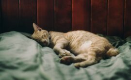 Rêver de Plusieurs Chats : Significations et Interprétations Clés