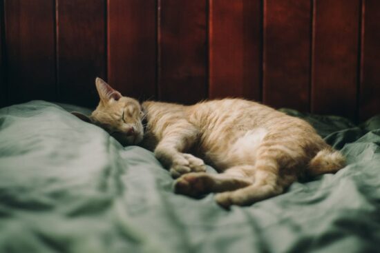 Rêver de Plusieurs Chats : Significations et Interprétations Clés