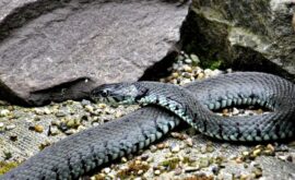 Rêver de serpent inoffensif : révélations symboliques et spirituelles 🌿🐍