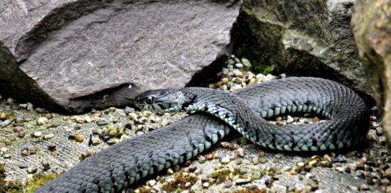 Rêver de serpent inoffensif : révélations symboliques et spirituelles 🌿🐍