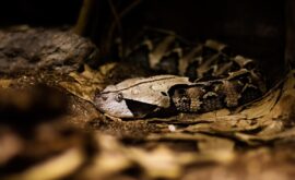Rêver de serpent noir : guide complet pour décrypter ce rêve intrigant 🐍🖤