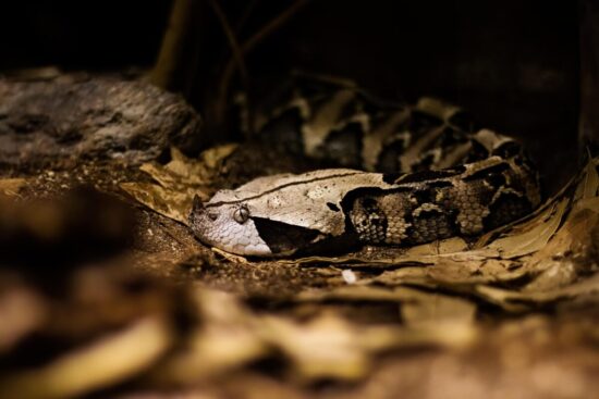 Rêver de serpent noir : guide complet pour décrypter ce rêve intrigant 🐍🖤