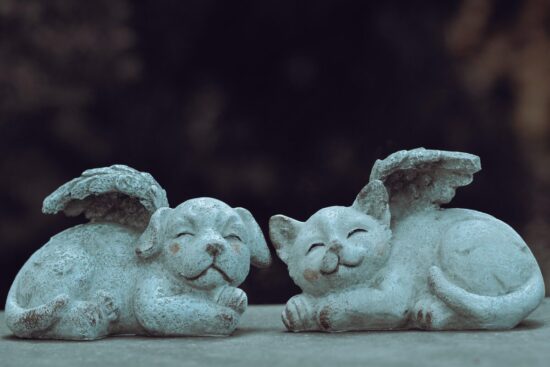 Rêver de son chat décédé : significations profondes et messages de l'au-delà 🐱🌙