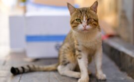 Rêver d'un Chat Blessé : Signification et Interprétation
