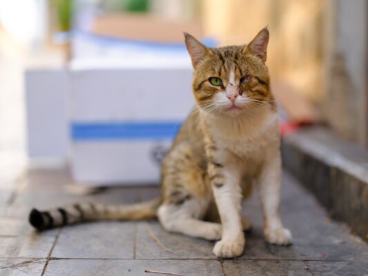 Rêver d'un Chat Blessé : Signification et Interprétation