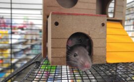 Signification du Rat dans la Maison : Symbolique, Interprétations et Spiritualité