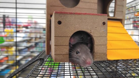 Signification du Rat dans la Maison : Symbolique, Interprétations et Spiritualité